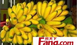 小米蕉,热带风情的甜蜜诱惑